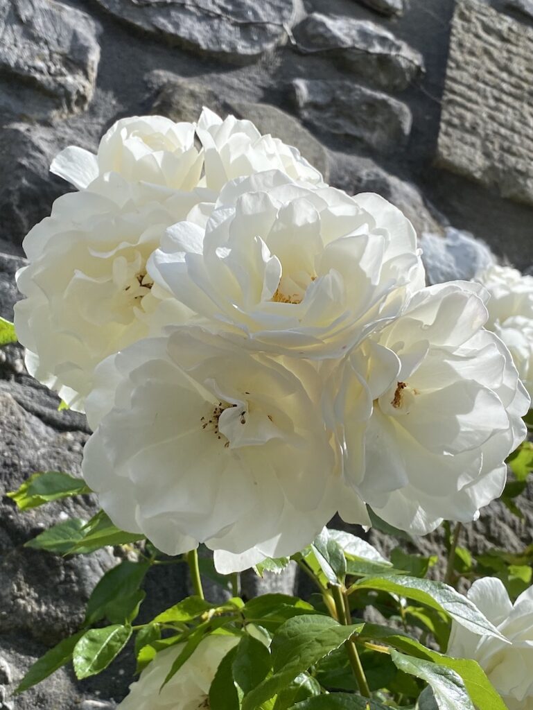 white roses for yorkshire